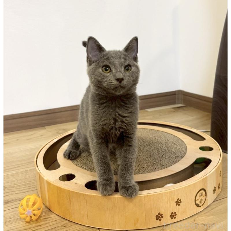 販売中の静岡県のシャルトリュー-131943の4枚目