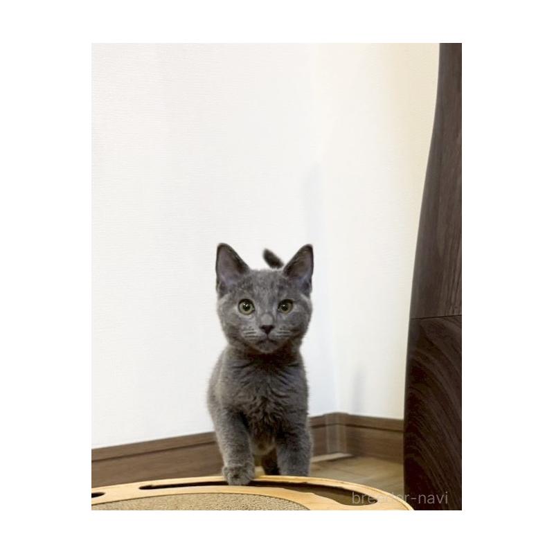 販売中の静岡県のシャルトリュー-131943の3枚目