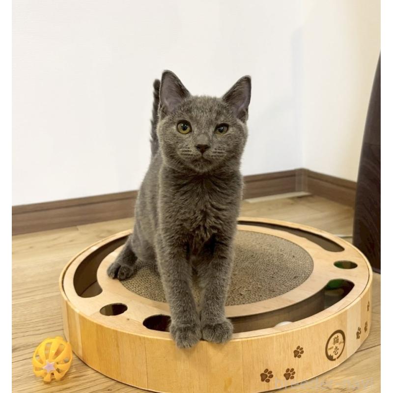 販売中の静岡県のシャルトリュー-131943の2枚目