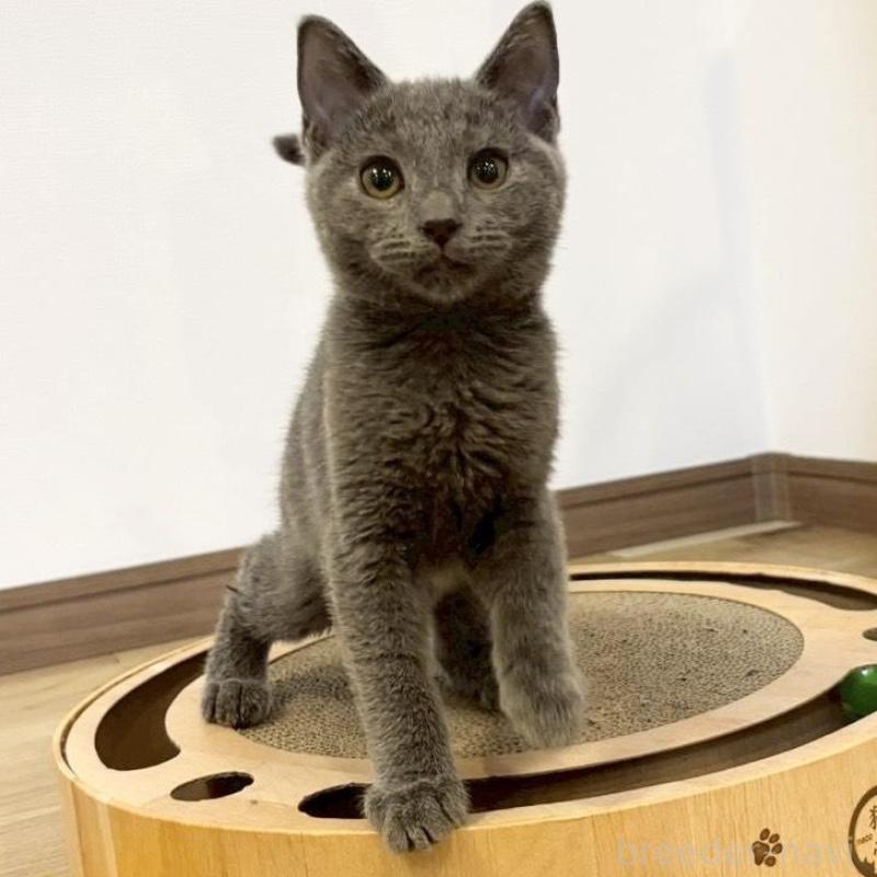 販売中の静岡県のシャルトリュー-131943