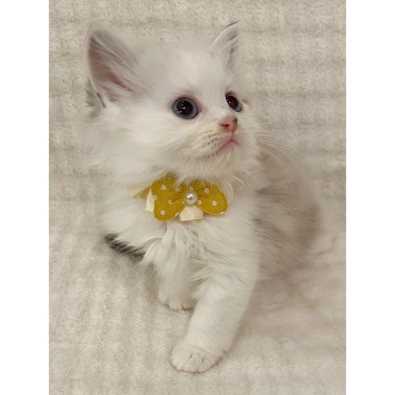 販売中の福島県のマンチカン-131948の7枚目