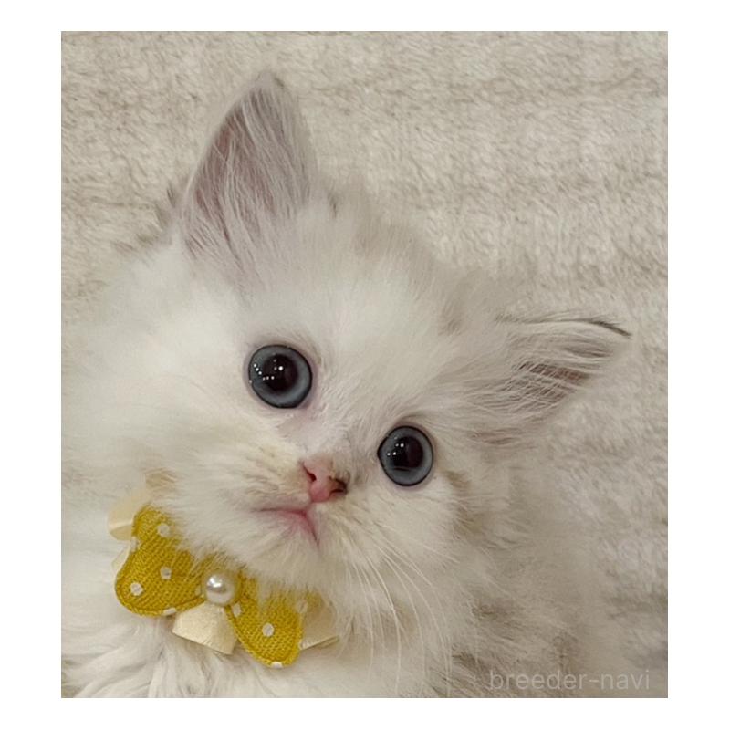 販売中の福島県のマンチカン-131948の8枚目