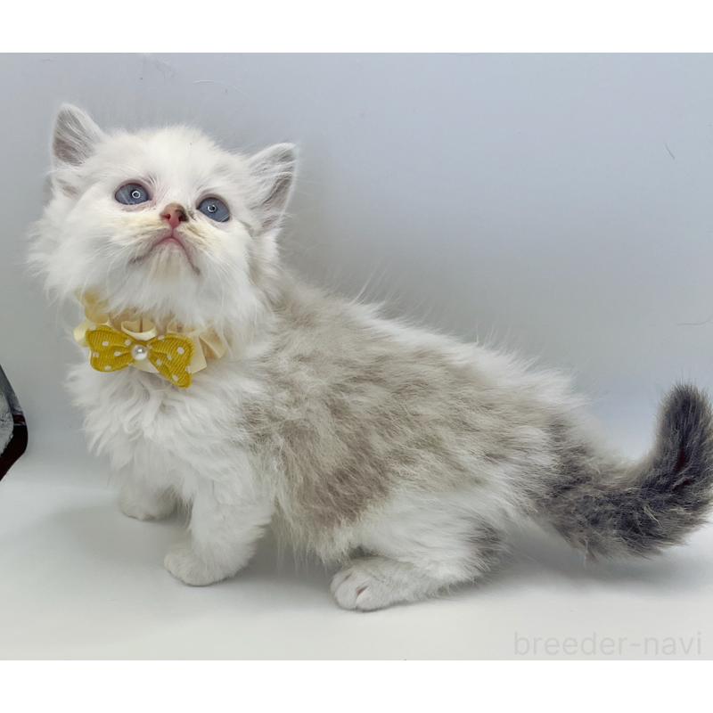 販売中の福島県のマンチカン-131948の6枚目