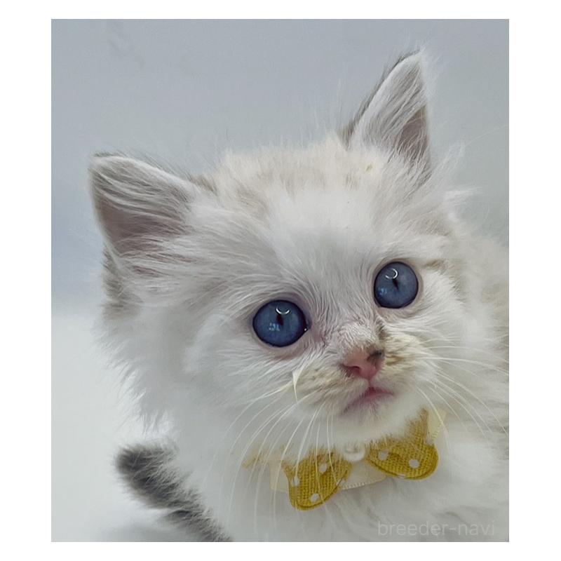 販売中の福島県のマンチカン-131948の5枚目