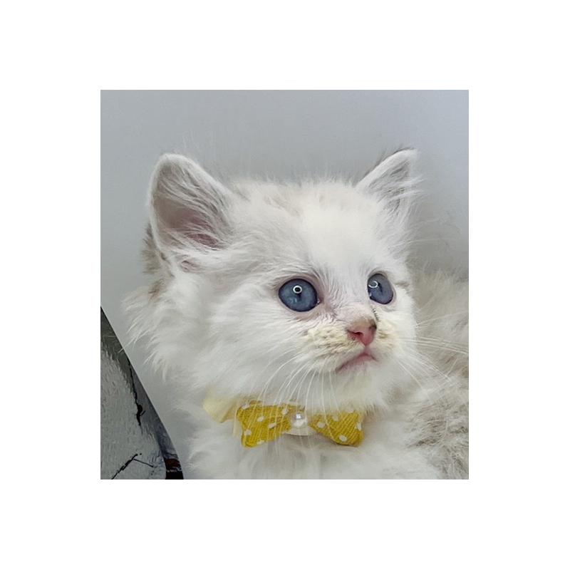 販売中の福島県のマンチカン-131948の4枚目