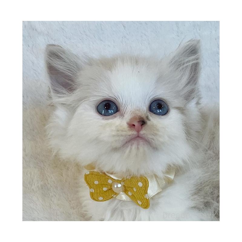 販売中の福島県のマンチカン-131948の3枚目