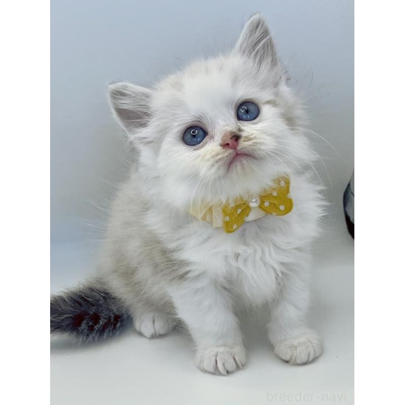 販売中の福島県のマンチカン-131948の2枚目