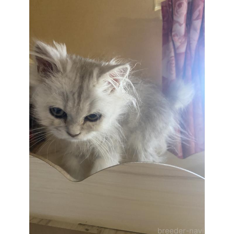 販売中の福岡県のペルシャ(チンチラ)-131947の4枚目