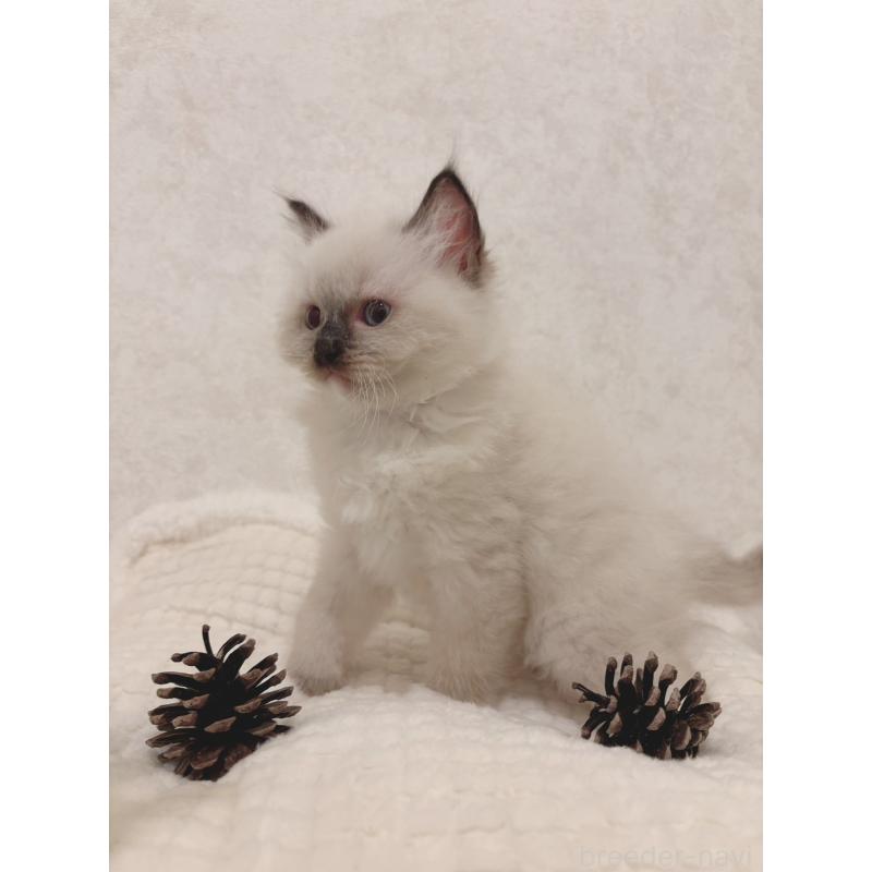 販売中の石川県のラグドール-131949の3枚目