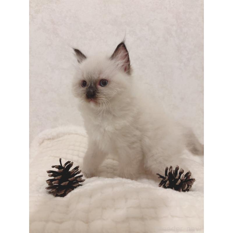 販売中の石川県のラグドール-131949の2枚目