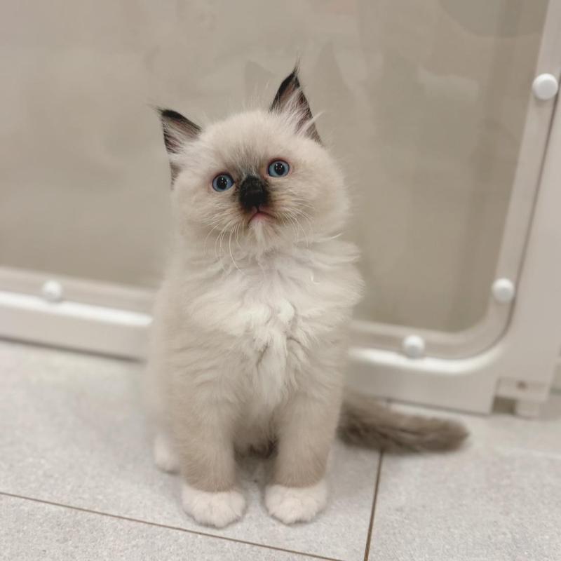 販売中の石川県のラグドール-131949の1枚目