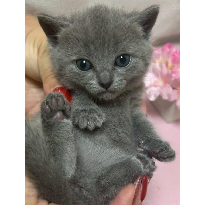 販売中の山口県のシャルトリュー-131950の4枚目