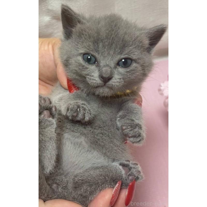 販売中の山口県のシャルトリュー-131950の2枚目