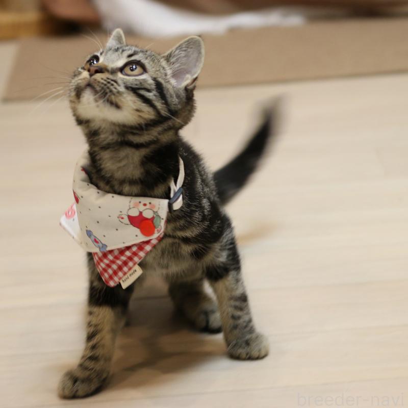 成約済の大阪府のアメリカンショートヘア-129877の13枚目