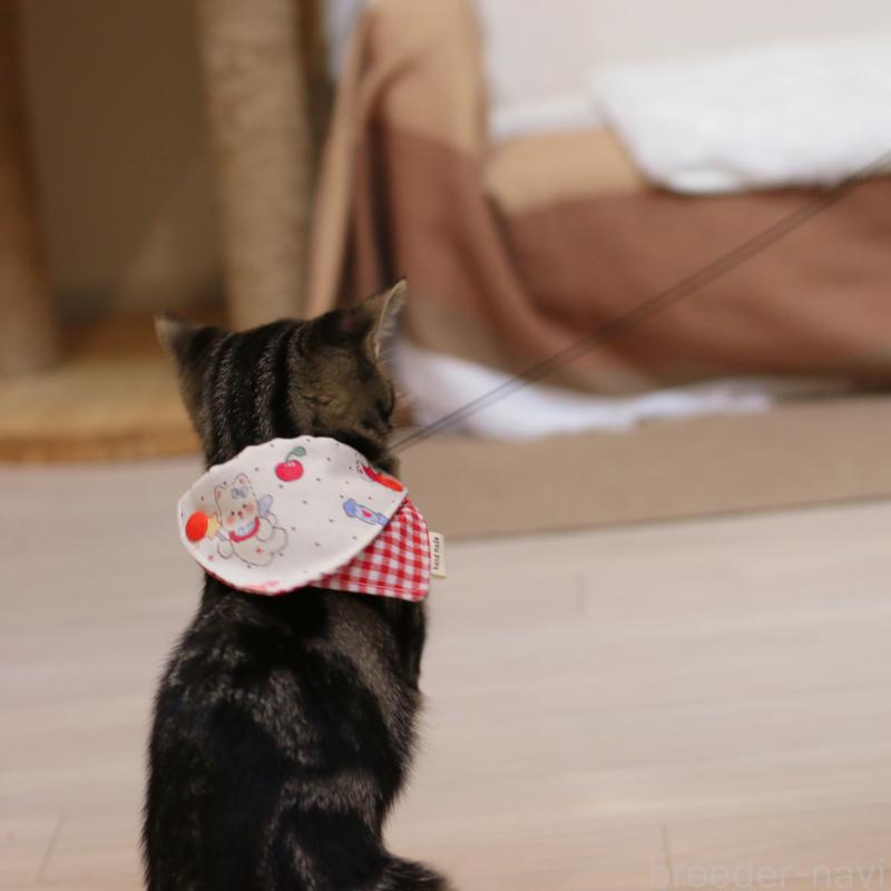 成約済の大阪府のアメリカンショートヘア-129877の12枚目