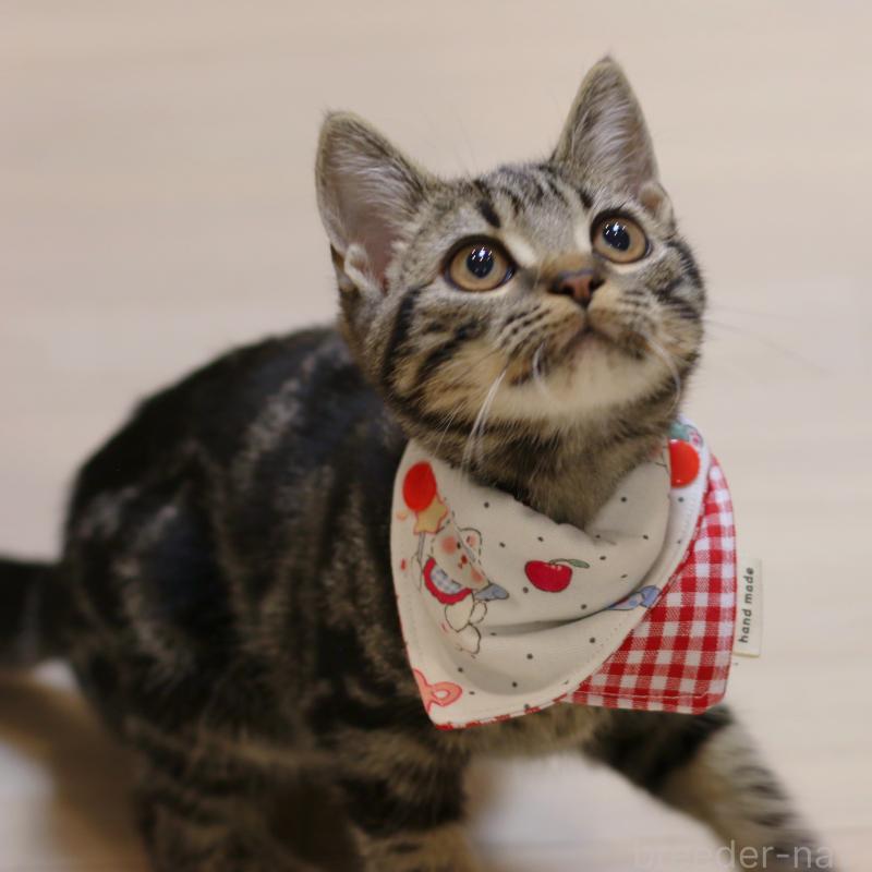 成約済の大阪府のアメリカンショートヘア-129877の11枚目