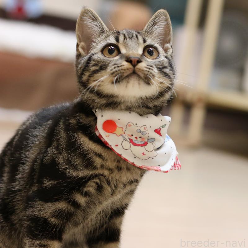 成約済の大阪府のアメリカンショートヘア-129877の10枚目