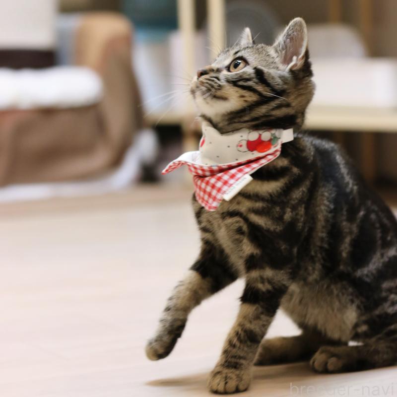 成約済の大阪府のアメリカンショートヘア-129877の9枚目