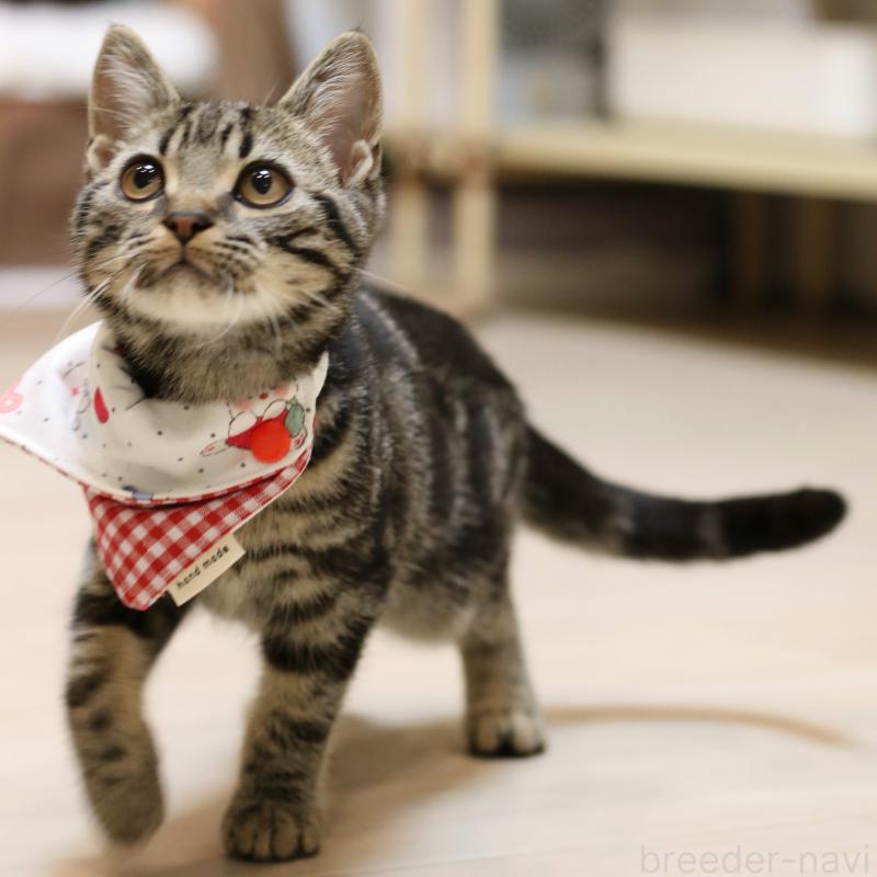 販売中の大阪府のアメリカンショートヘア-129877