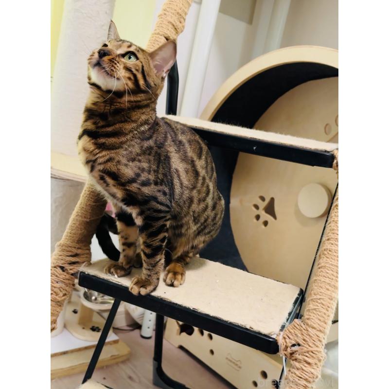 販売中の千葉県のベンガル-129365の2枚目