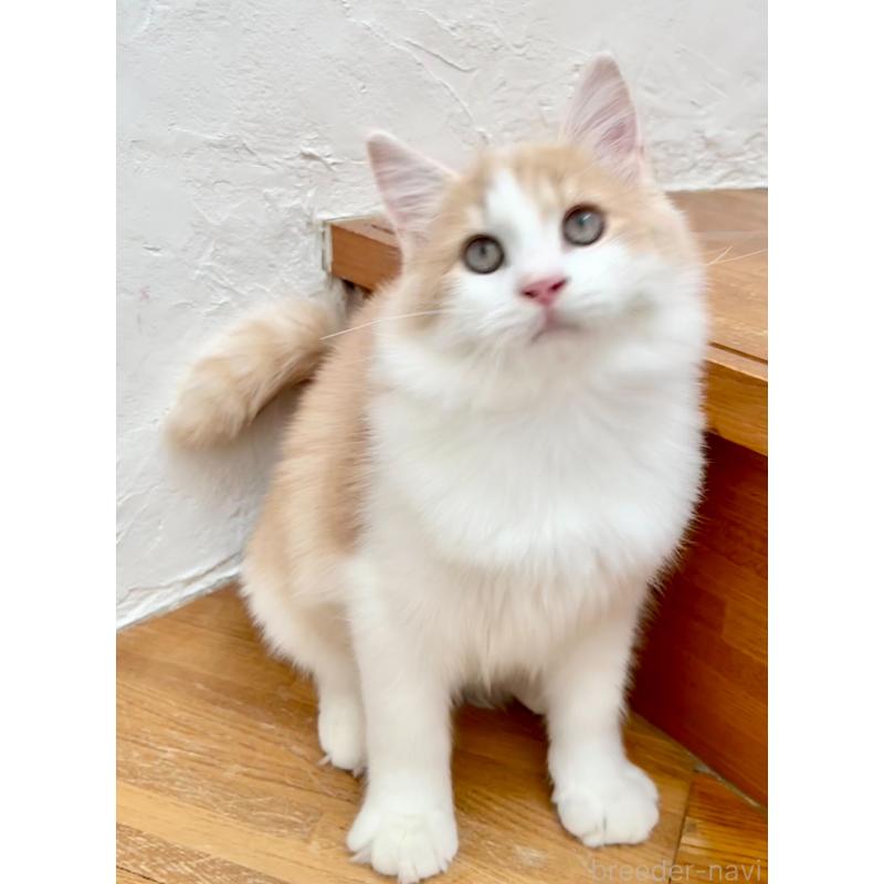 販売中の和歌山県のサイベリアン-131951の12枚目