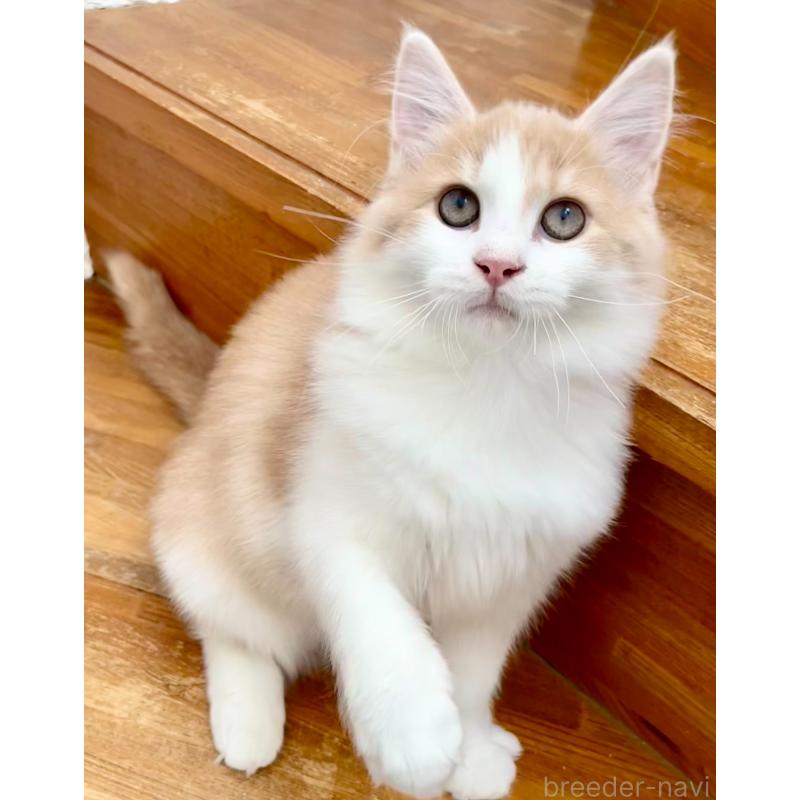 販売中の和歌山県のサイベリアン-131951の11枚目