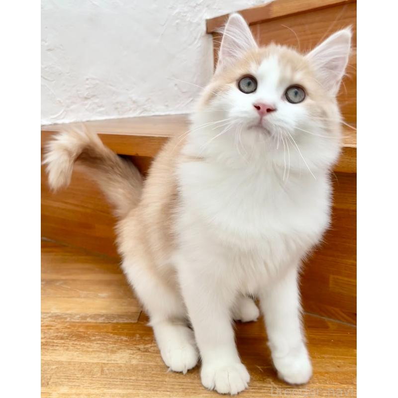 販売中の和歌山県のサイベリアン-131951の10枚目