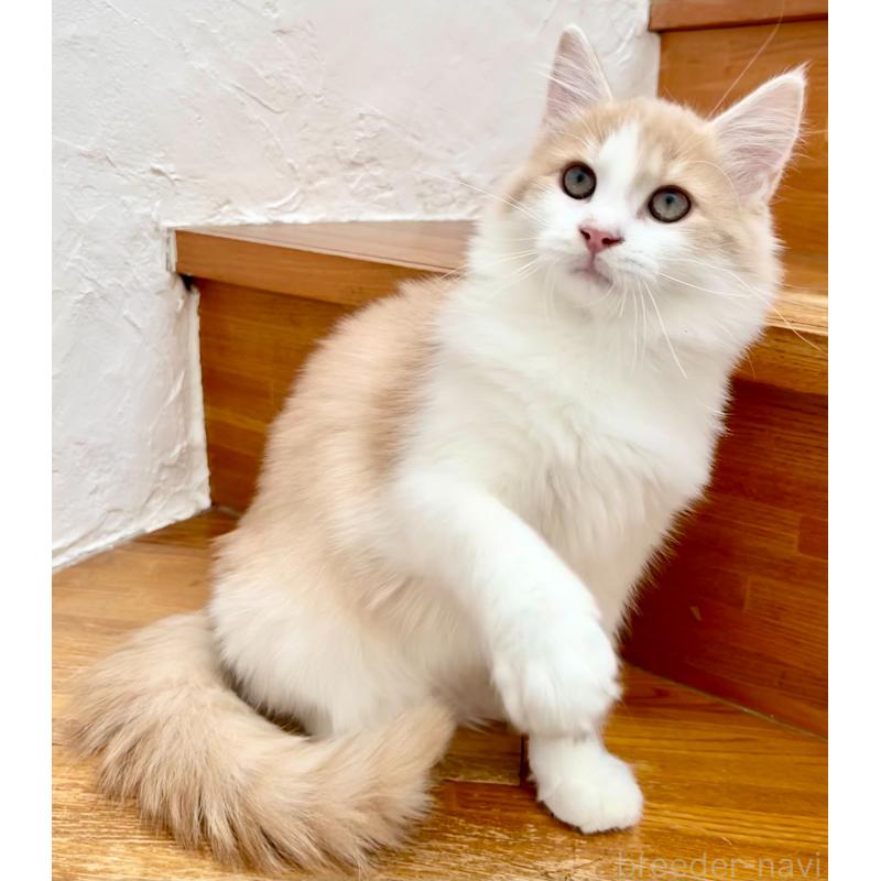 販売中の和歌山県のサイベリアン-131951の9枚目