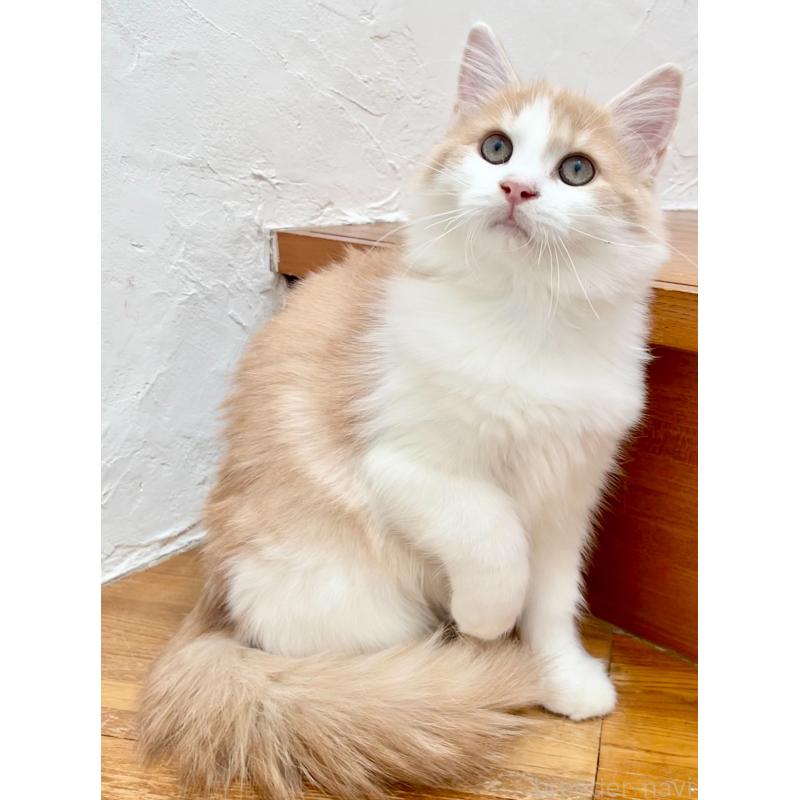 販売中の和歌山県のサイベリアン-131951の3枚目