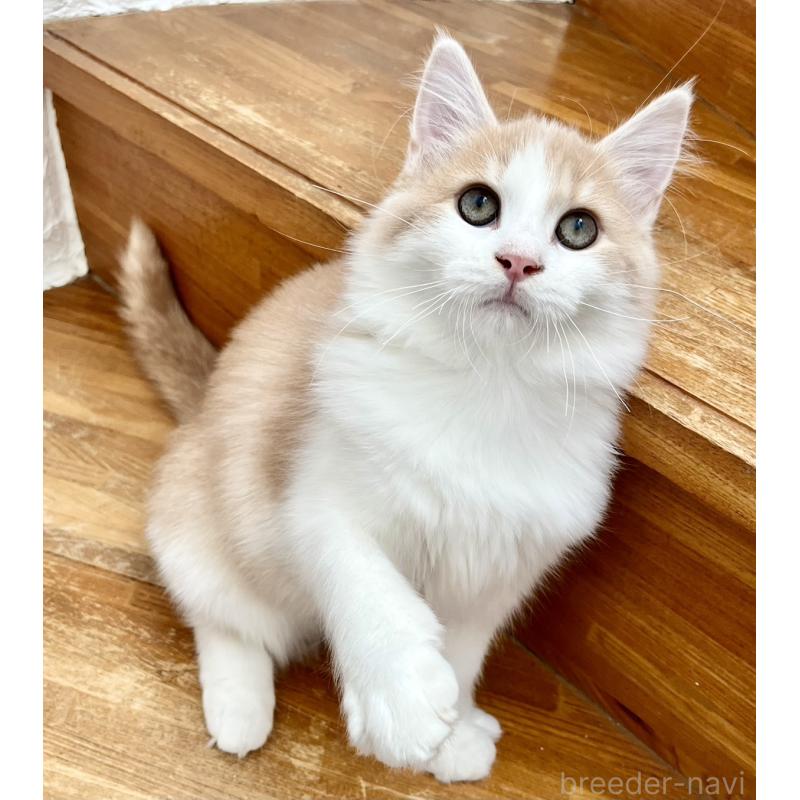 販売中の和歌山県のサイベリアン-131951の2枚目