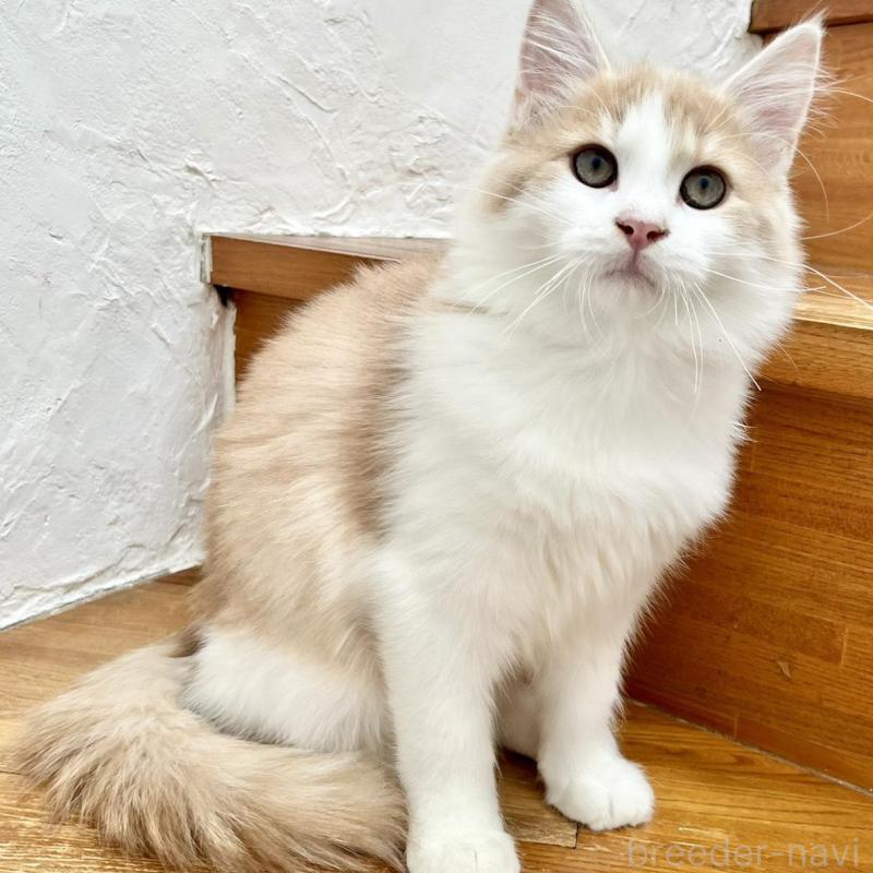 販売中の和歌山県のサイベリアン-131951の1枚目