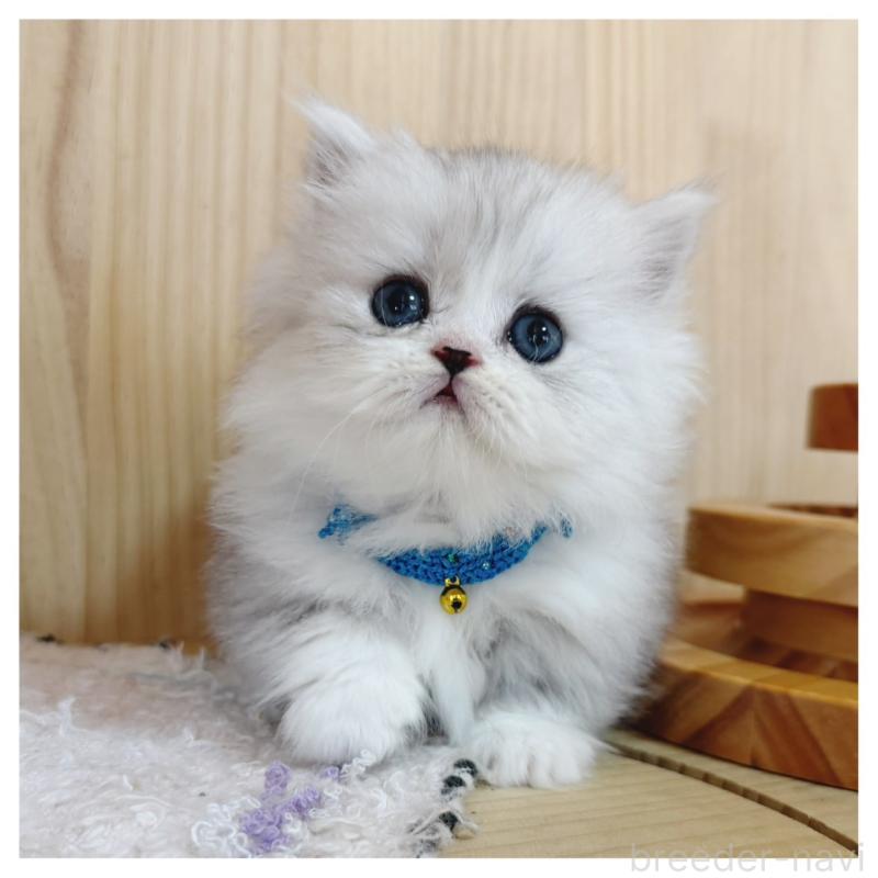 販売中の長野県のミヌエット(短足)-131954の10枚目