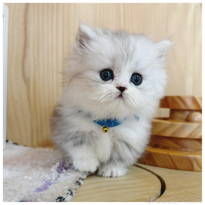 販売中の長野県のミヌエット(短足)-131954の9枚目