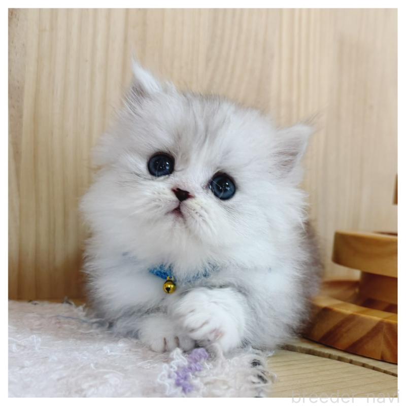 販売中の長野県のミヌエット(短足)-131954の8枚目