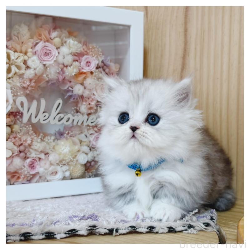 販売中の長野県のミヌエット(短足)-131954の5枚目