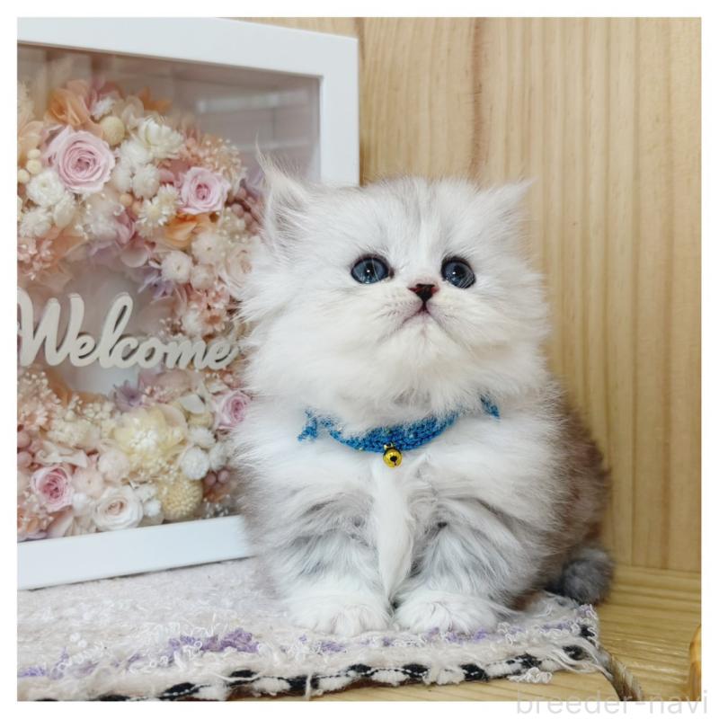 販売中の長野県のミヌエット(短足)-131954の4枚目