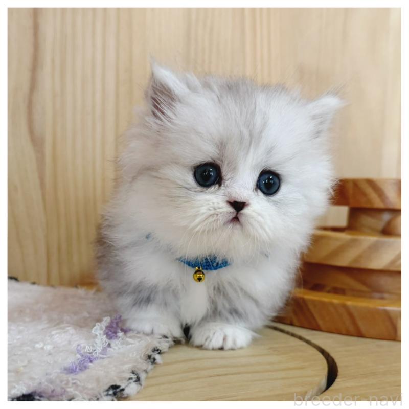 販売中の長野県のミヌエット(短足)-131954の3枚目