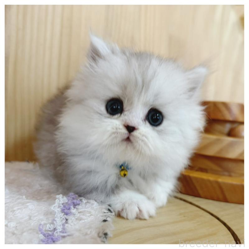 販売中の長野県のミヌエット(短足)-131954の1枚目