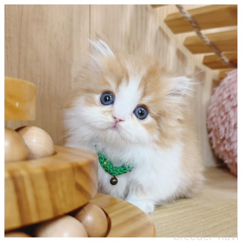 販売中の長野県のミヌエット(短足)-131957の11枚目