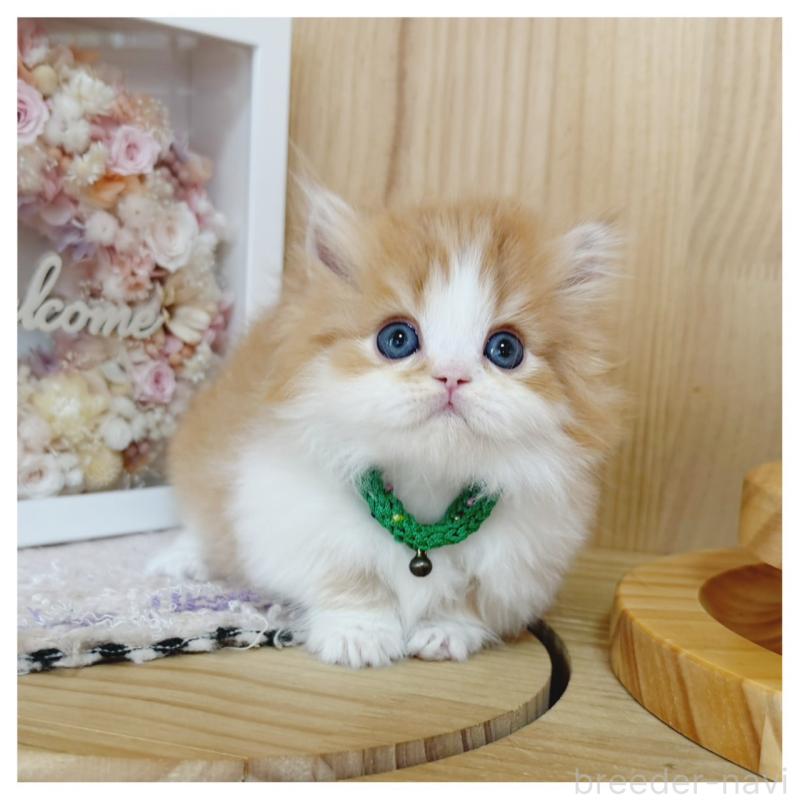 販売中の長野県のミヌエット(短足)-131957の10枚目