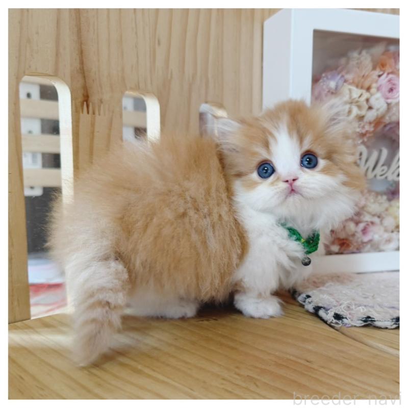 販売中の長野県のミヌエット(短足)-131957の9枚目