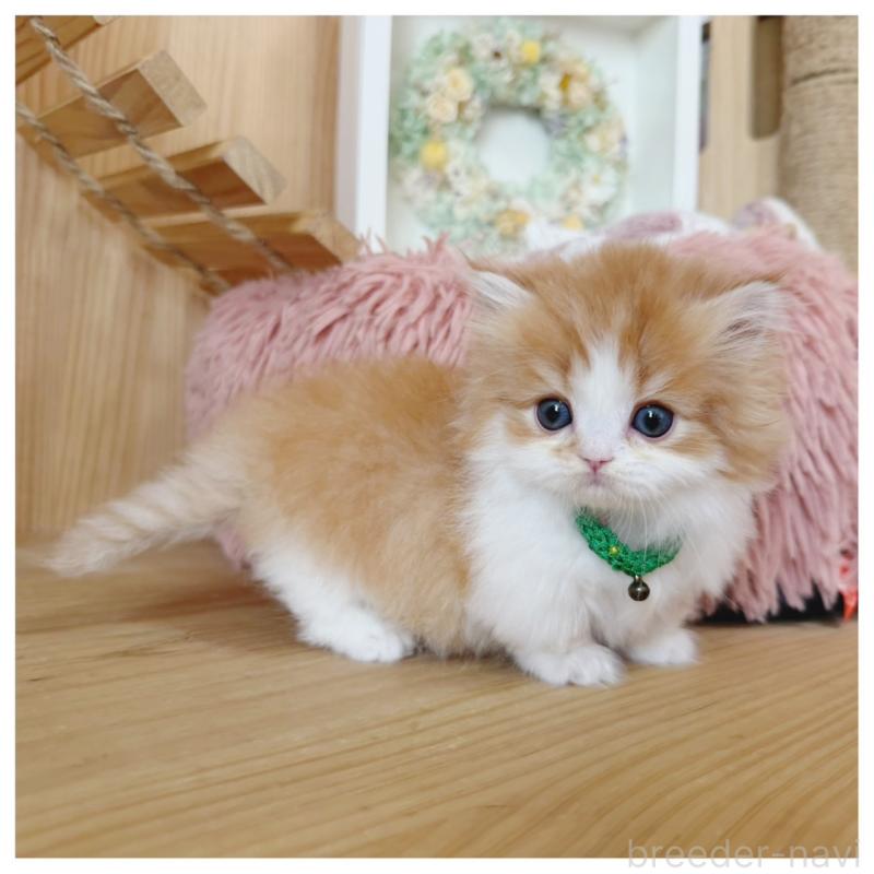 販売中の長野県のミヌエット(短足)-131957の8枚目