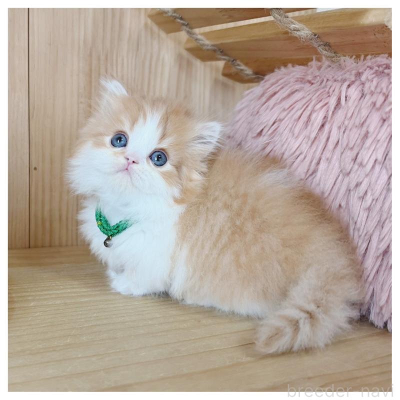 販売中の長野県のミヌエット(短足)-131957の7枚目