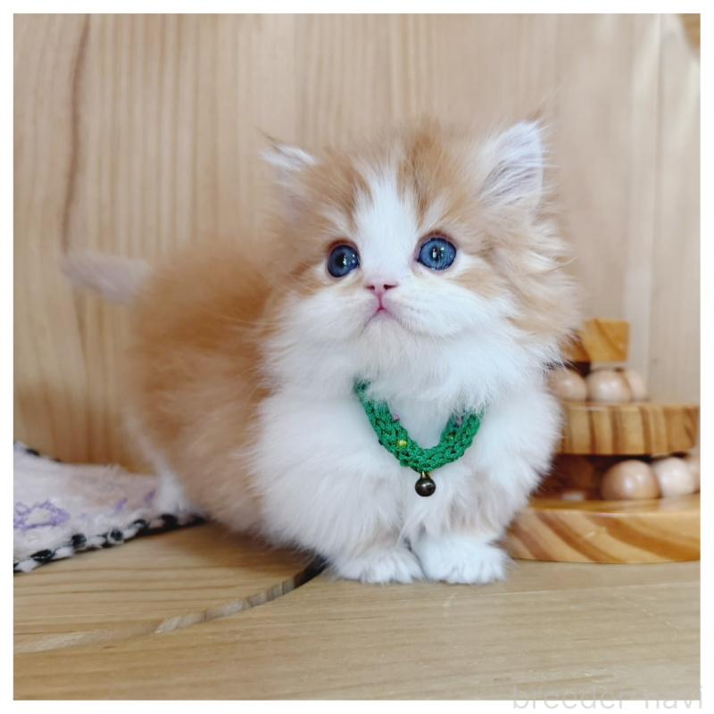 販売中の長野県のミヌエット(短足)-131957の6枚目