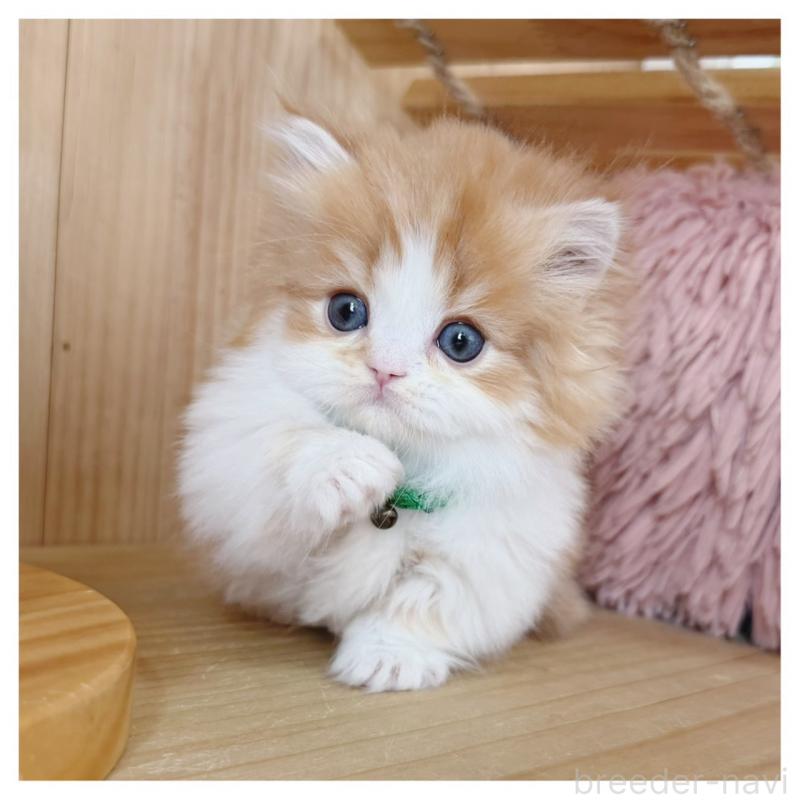 販売中の長野県のミヌエット(短足)-131957の5枚目