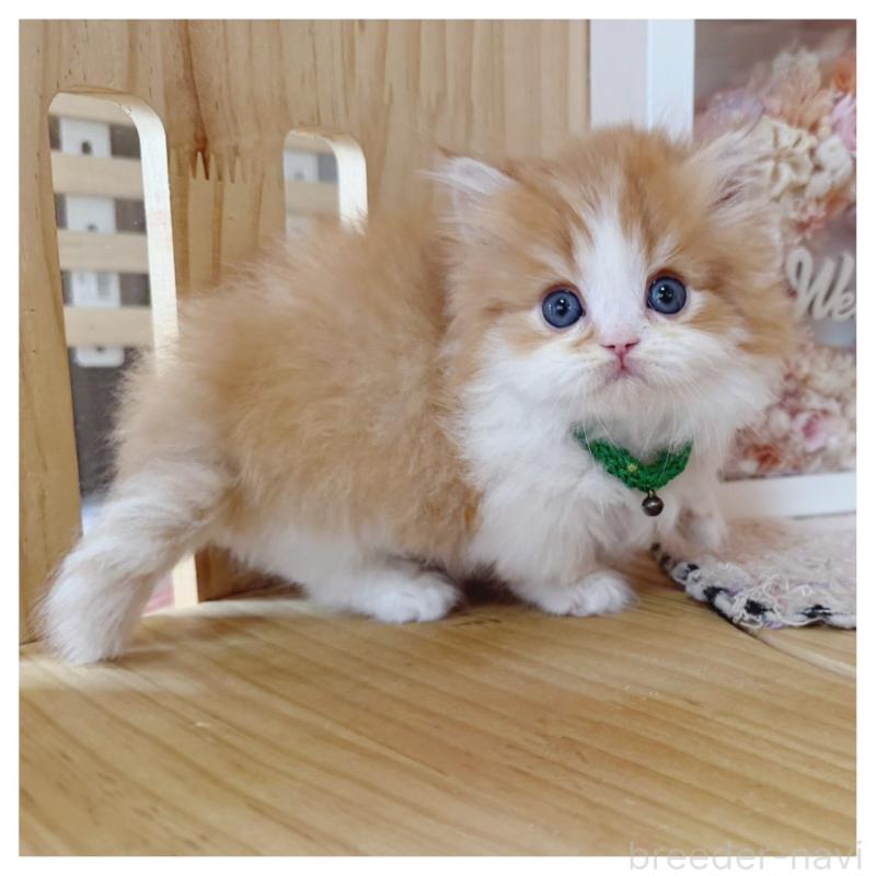 販売中の長野県のミヌエット(短足)-131957の4枚目