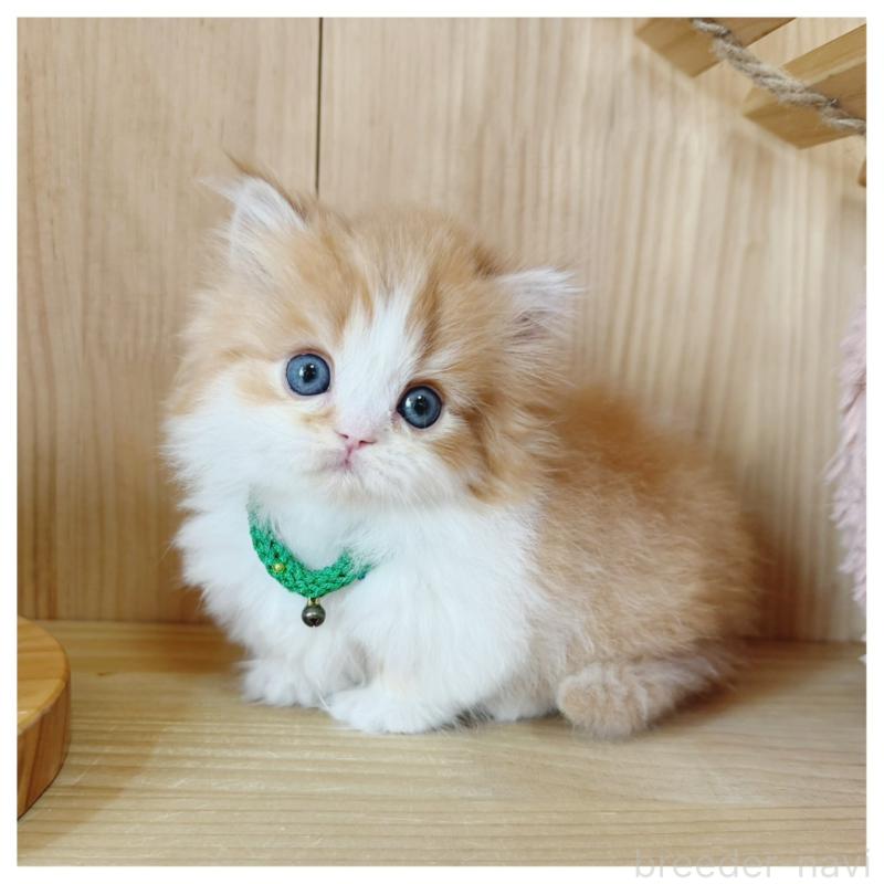 販売中の長野県のミヌエット(短足)-131957の3枚目