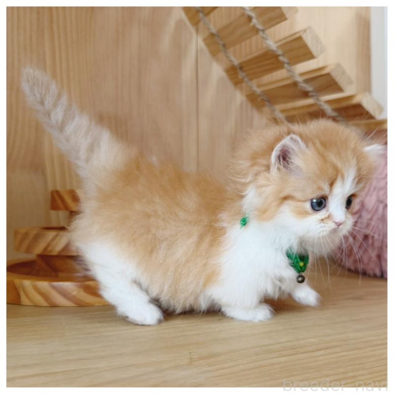 販売中の長野県のミヌエット(短足)-131957の2枚目