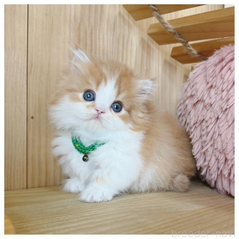 販売中の長野県のミヌエット(短足)-131957