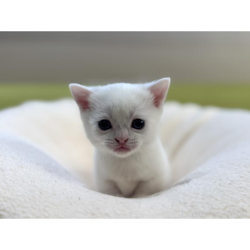 販売中の岐阜県のマンチカン(短足)-131958の5枚目